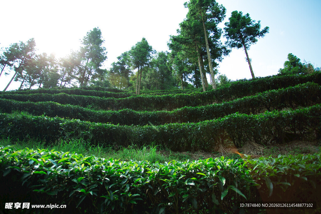 层层叠翠的美丽茶园风光