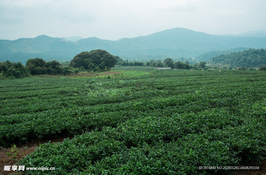广袤茶园 远山如黛