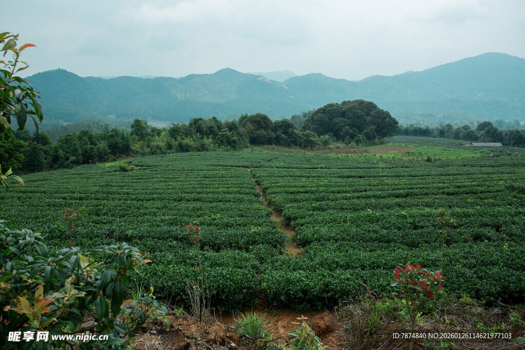 翠绿茶园 远山如黛