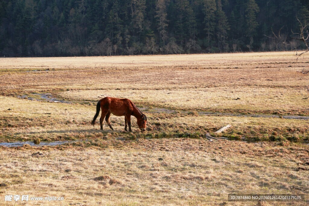 普达措森林公园