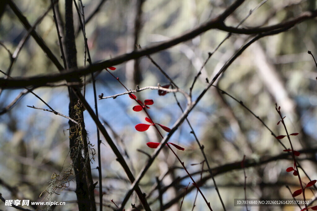 普达措森林公园