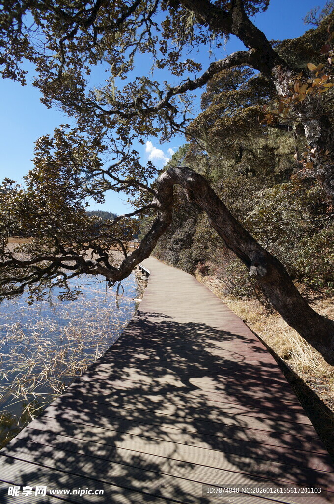 普达措森林公园