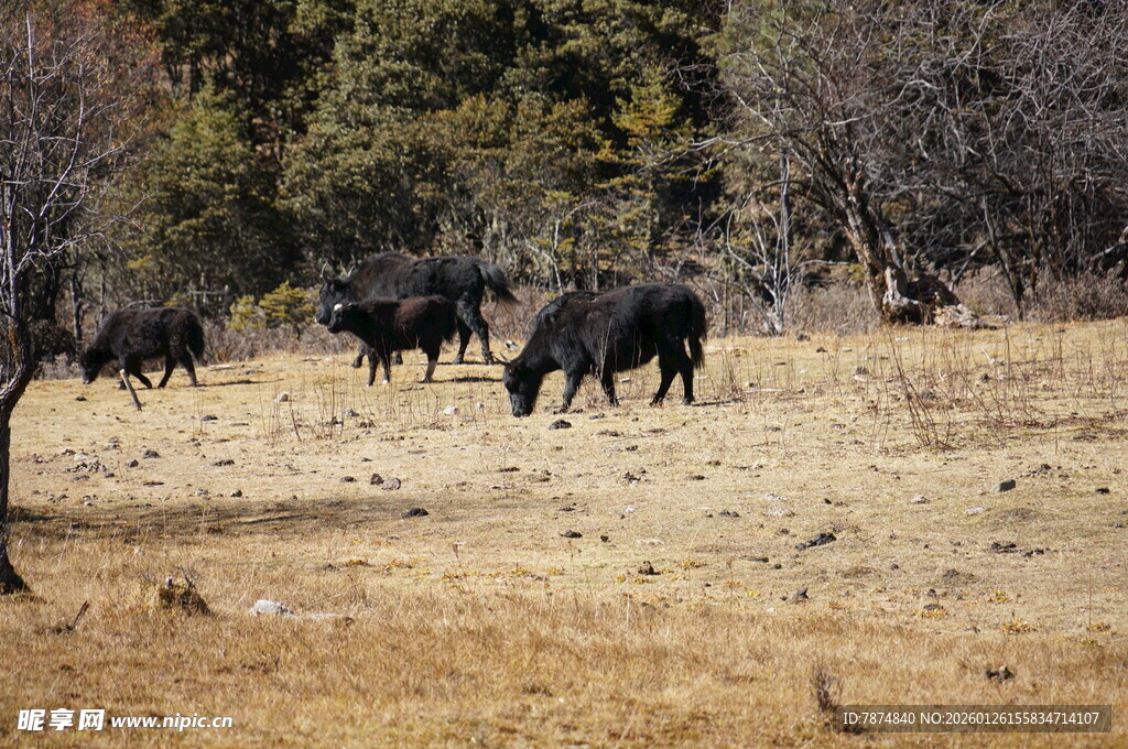 普达措森林公园