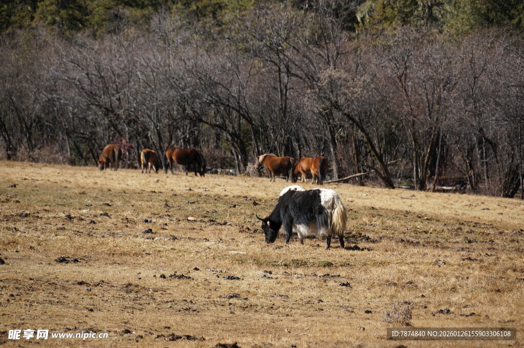 普达措森林公园