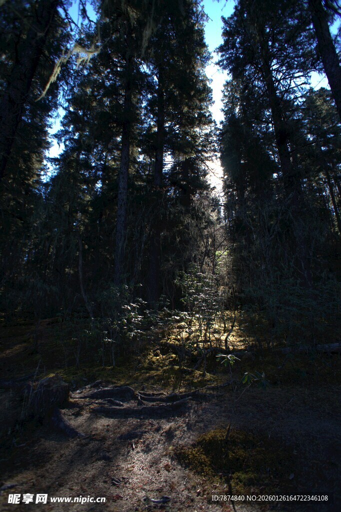 普达措森林公园