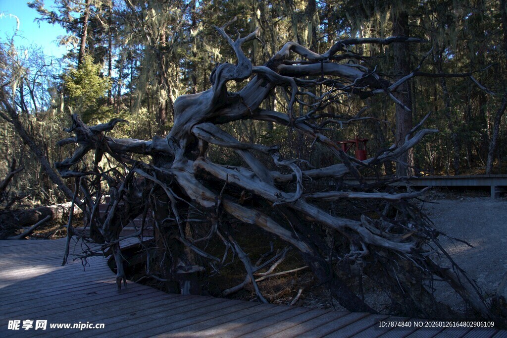 普达措森林公园