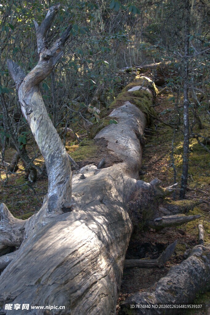 普达措森林公园
