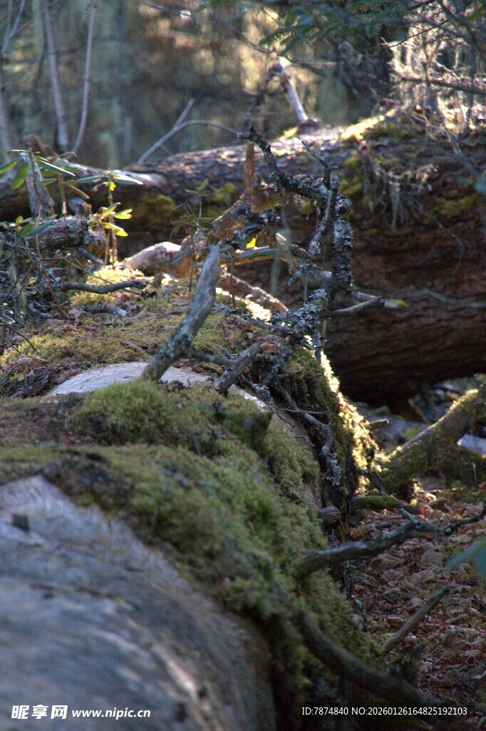 普达措森林公园