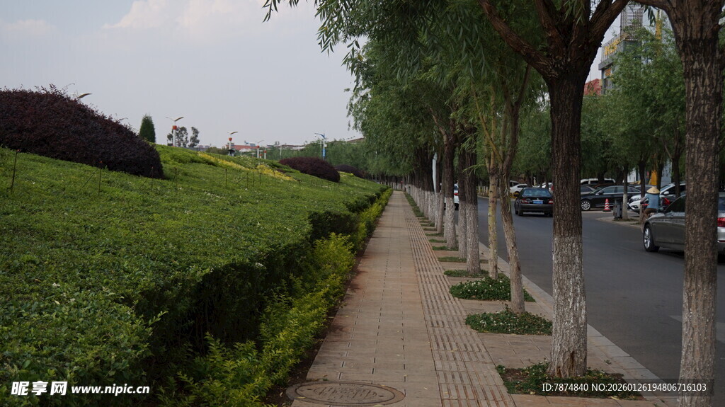 林荫步道旁的整齐绿植