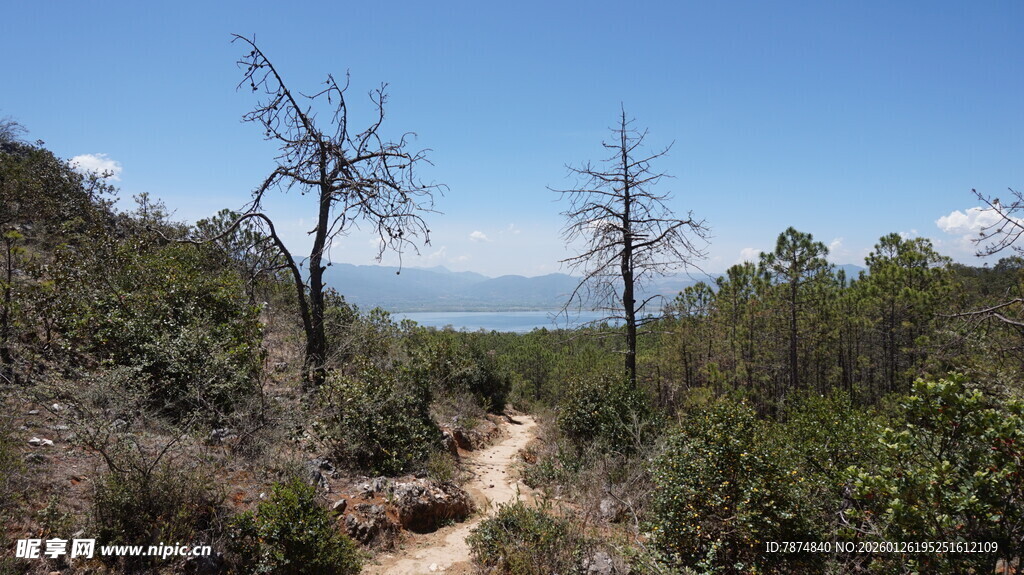 山间小径旁的枯树与绿植