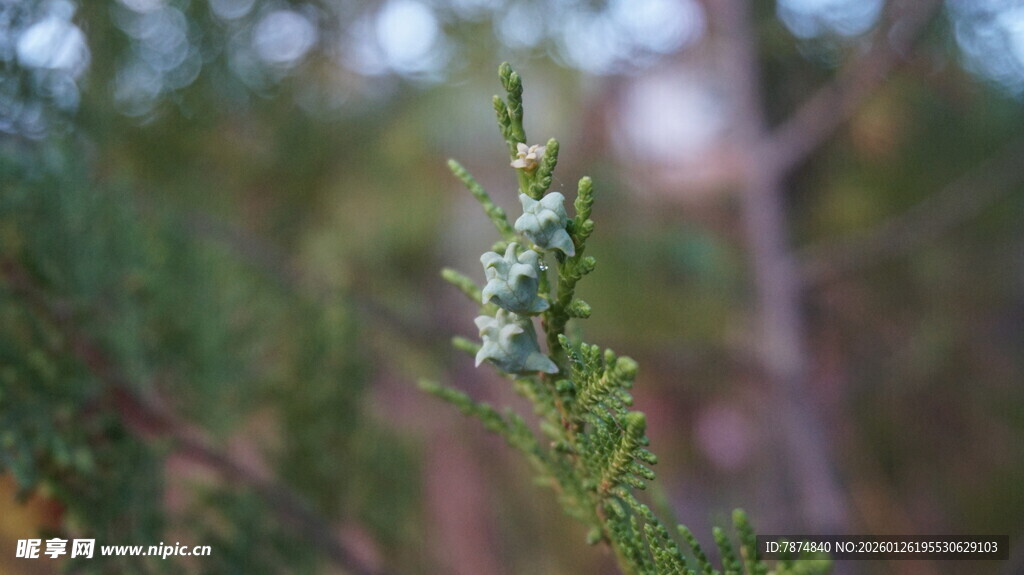 枝头绽放的清新小花