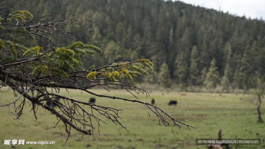 山林草地间的静谧景致