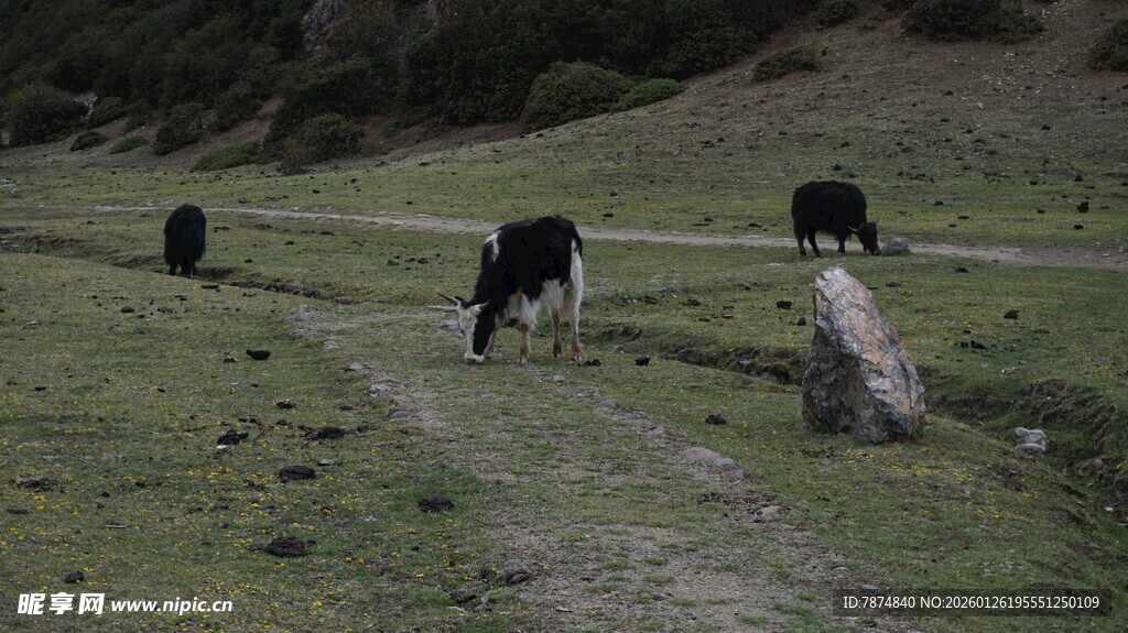 草原小径上的几头牦牛