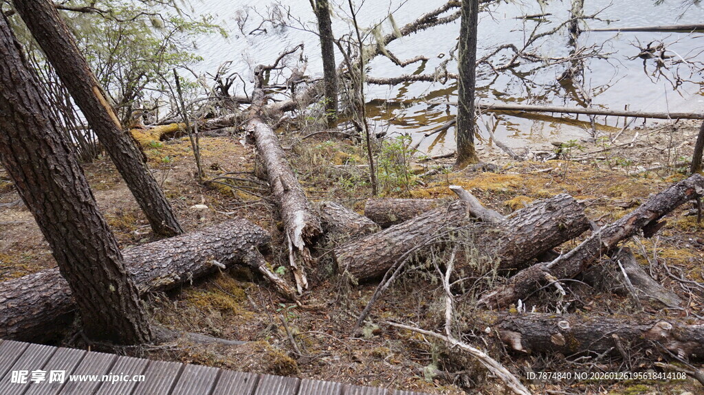 林间木栈道 荒野自然景