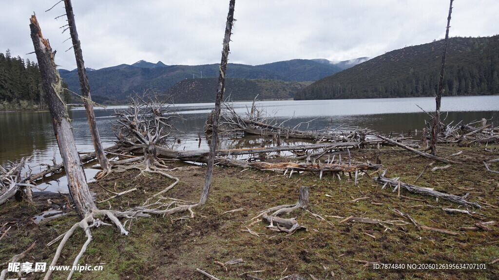 湖畔枯木与远山风景