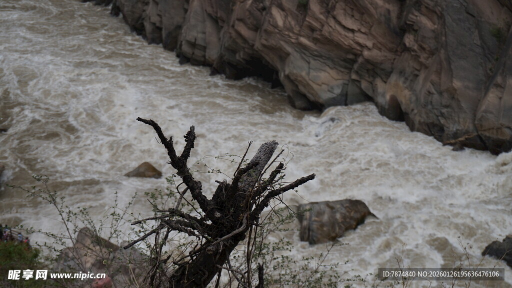 湍急河流中的枯木