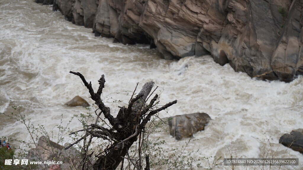 湍急河流中的枯树枝