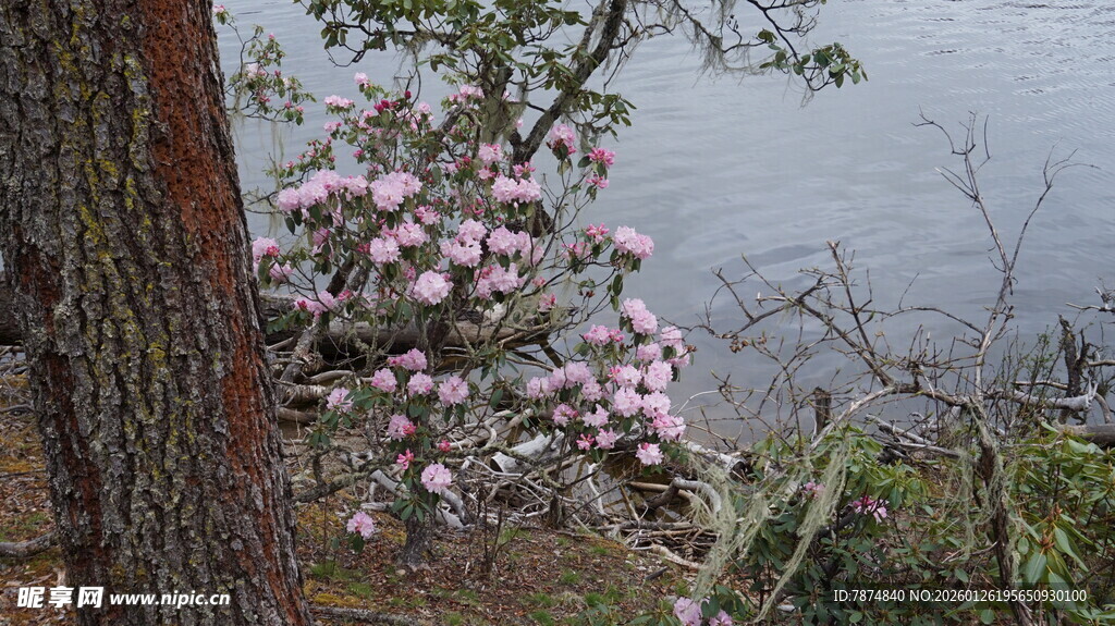湖畔繁花绽放于树旁