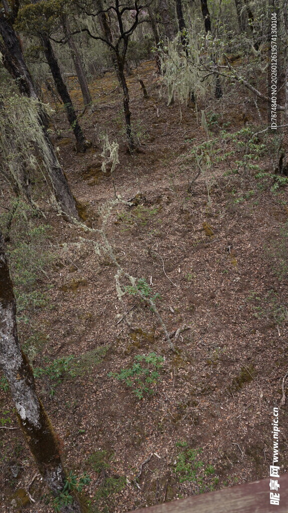 森林中的地面与稀疏树木
