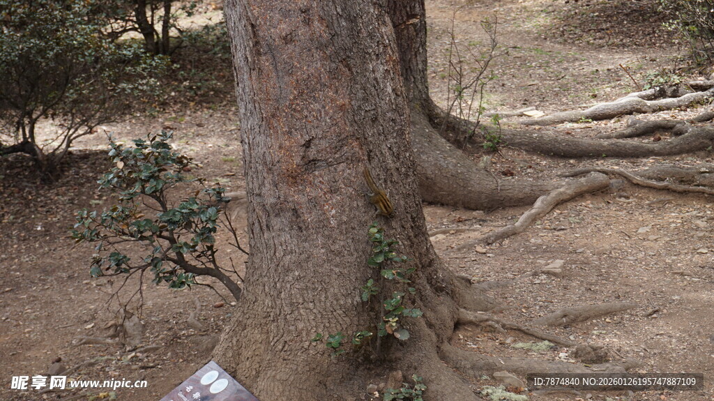 老树盘根的自然景象