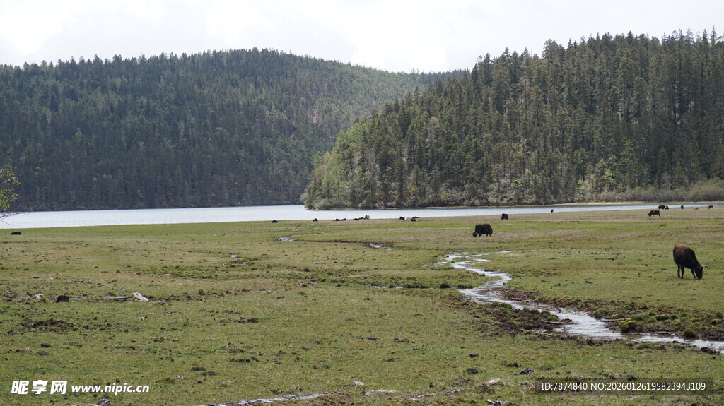 草原湖畔的悠闲牧场景象