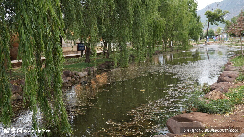 河畔垂柳成荫的宁静景致