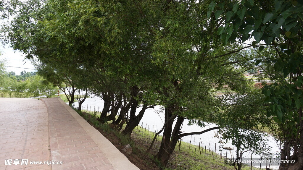 河边林荫小道风景