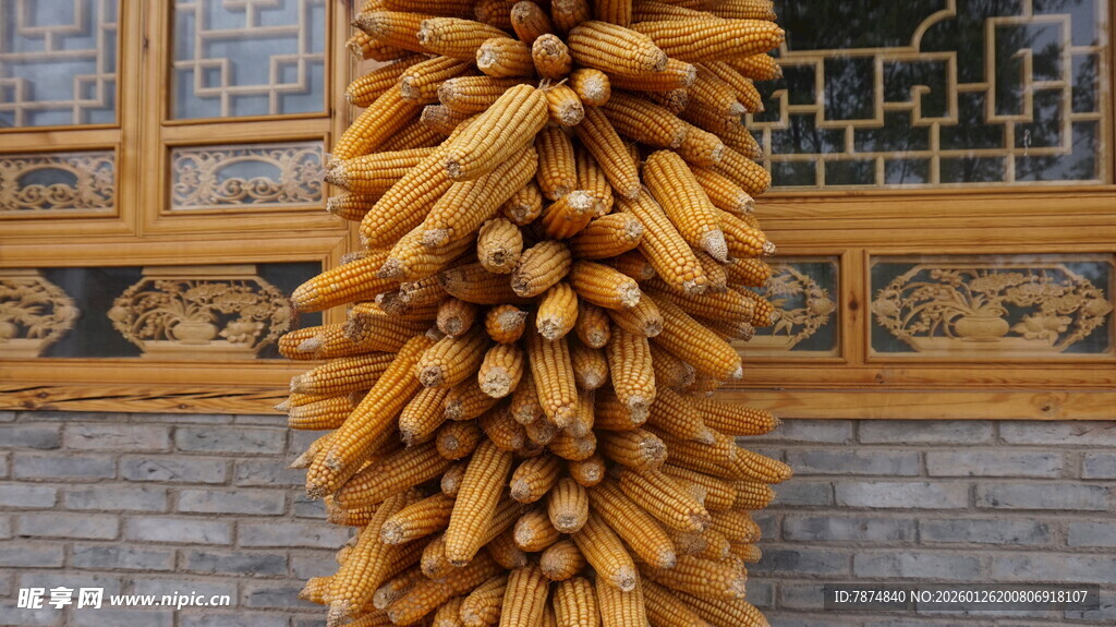 农家院悬挂的金黄玉米棒