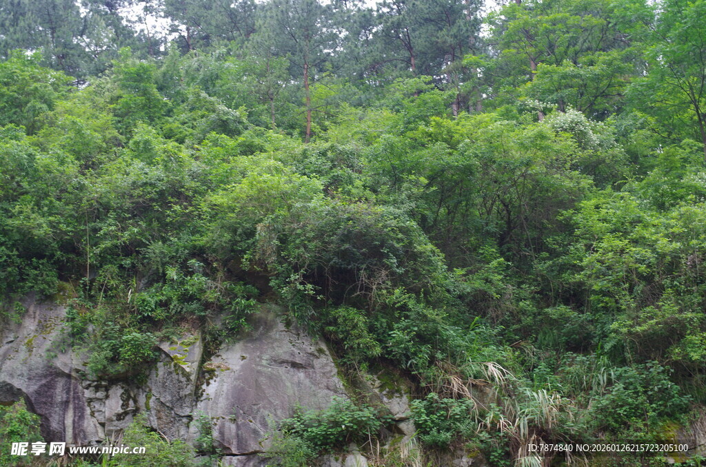 山林间的繁茂植被与岩石