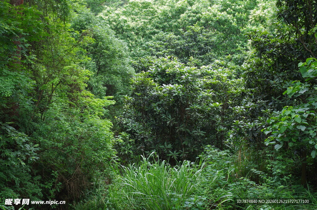 茂密丛林绿意盎然景象