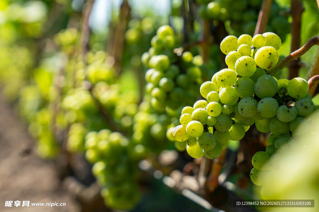 青葡萄串