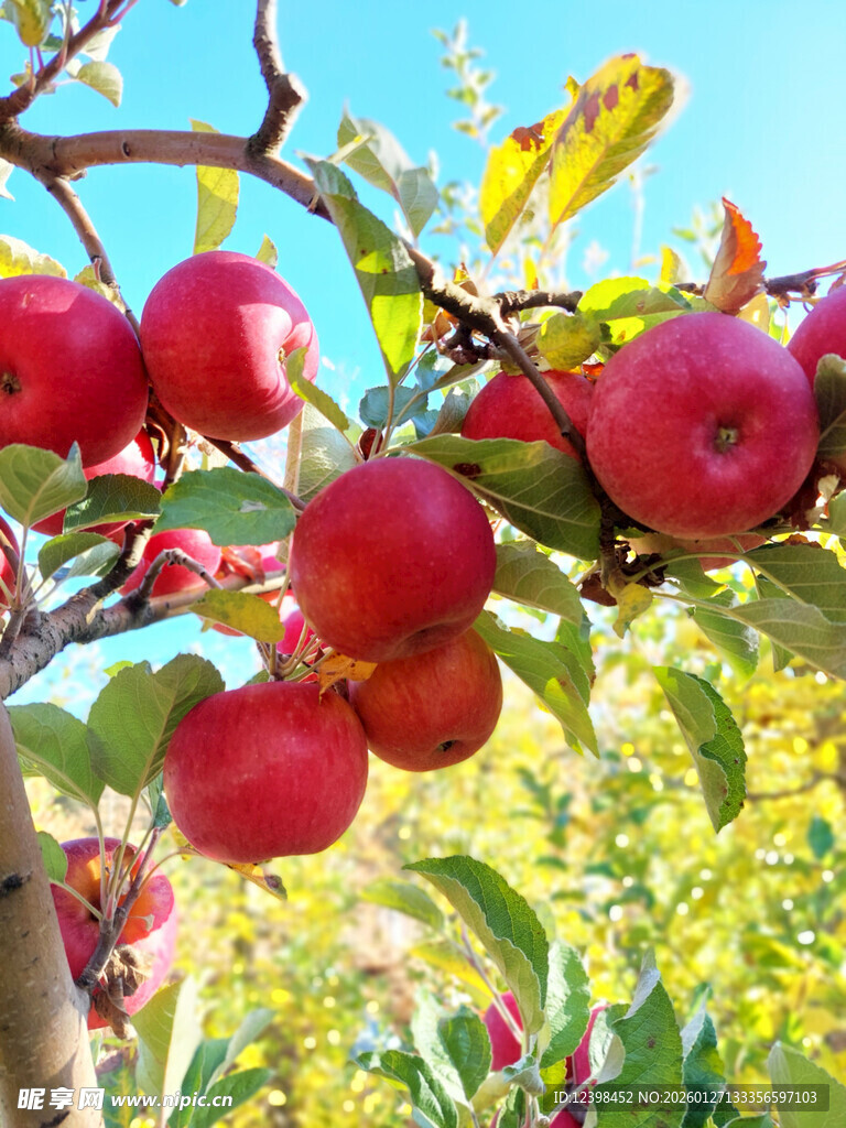 枝头红苹果