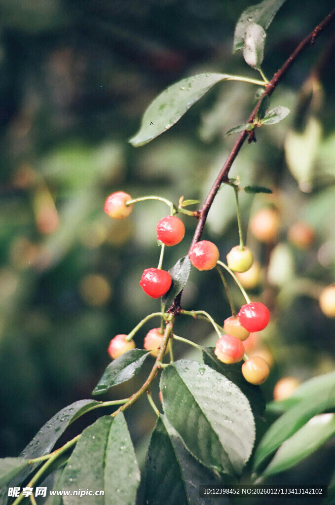 枝头红樱桃