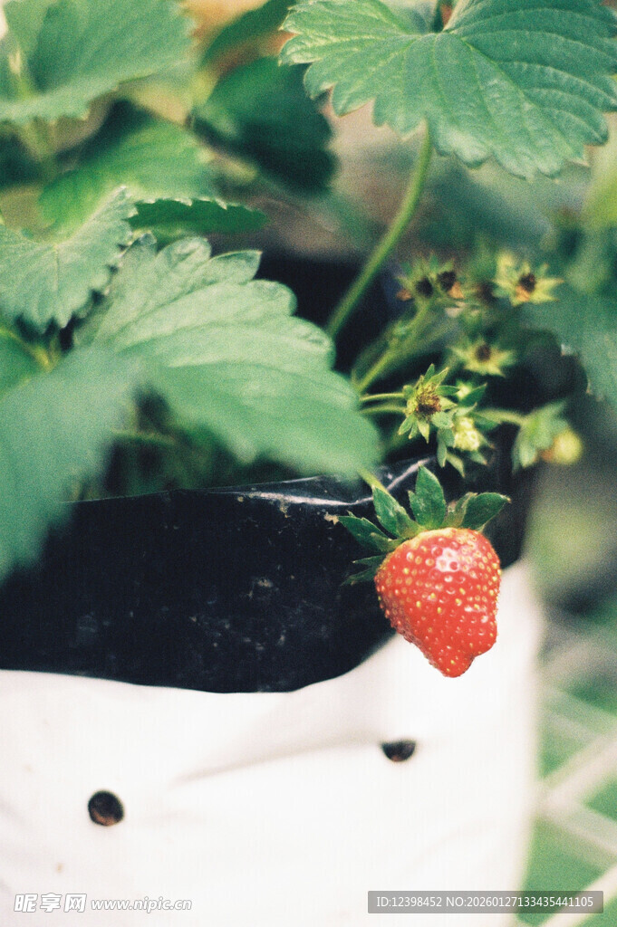 盆栽中的鲜红草莓