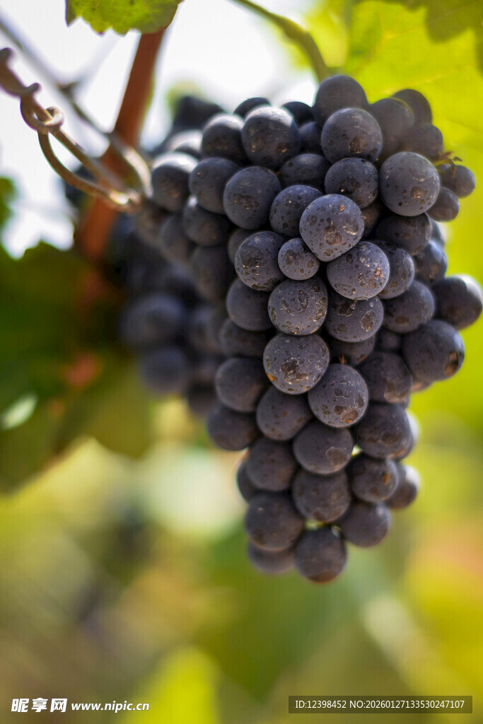 饱满紫葡萄挂于枝头
