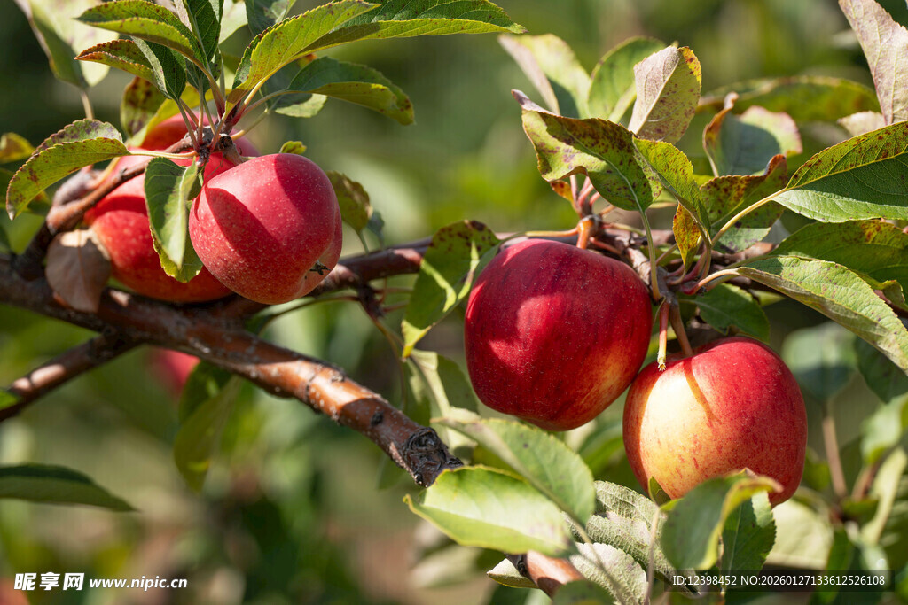 枝头红苹果