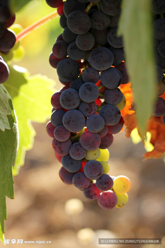 饱满紫葡萄挂于绿叶间