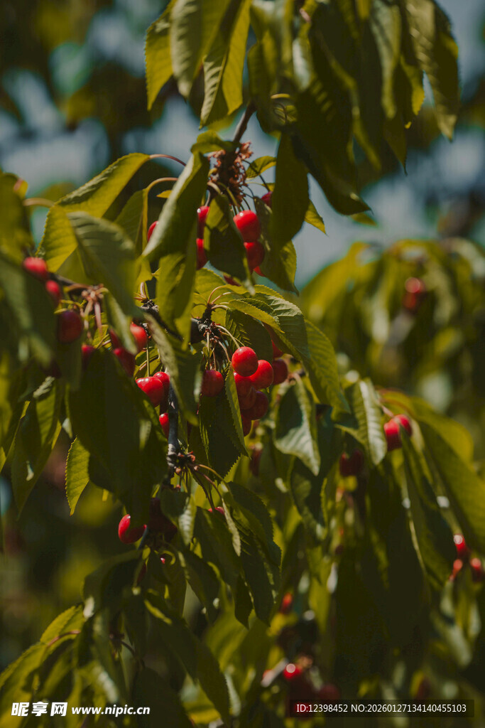 枝头红果绿叶相映成趣