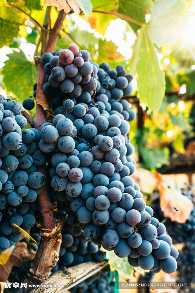 饱满紫葡萄挂于枝头