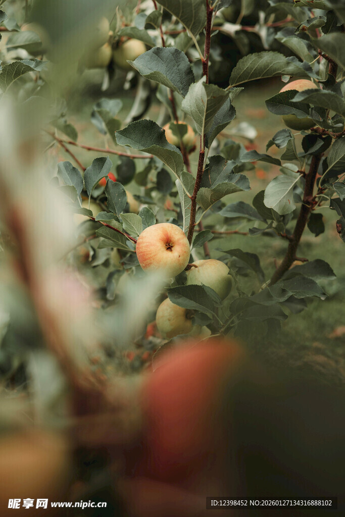 果园中成熟的诱人苹果