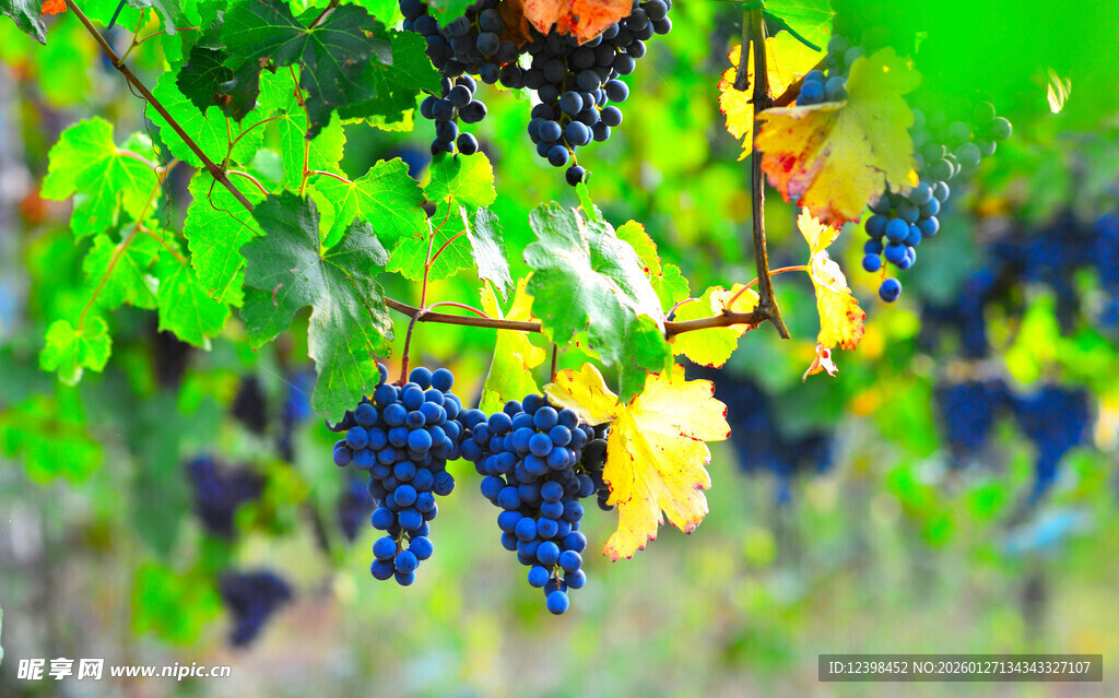 葡萄藤上饱满的紫葡萄