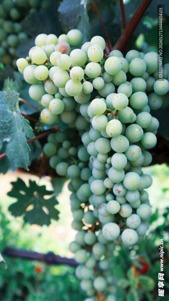 葡萄