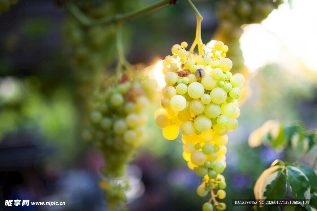 阳光下的晶莹葡萄串