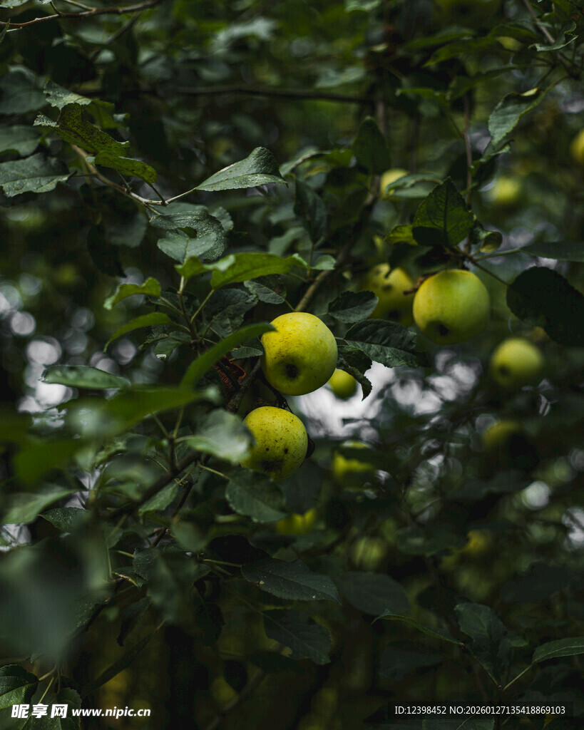 枝头挂着的青绿色果实