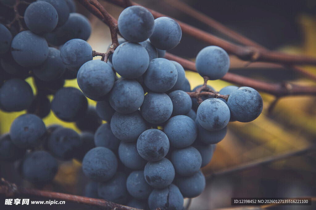 饱满紫葡萄挂于枝头