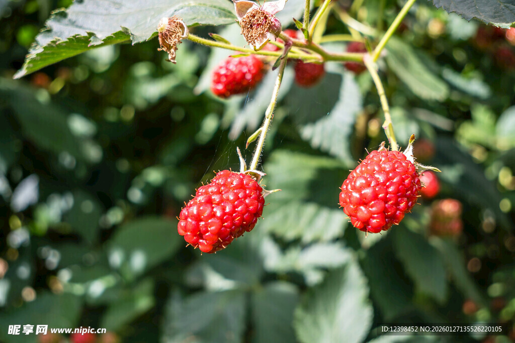 枝头红嫩树莓