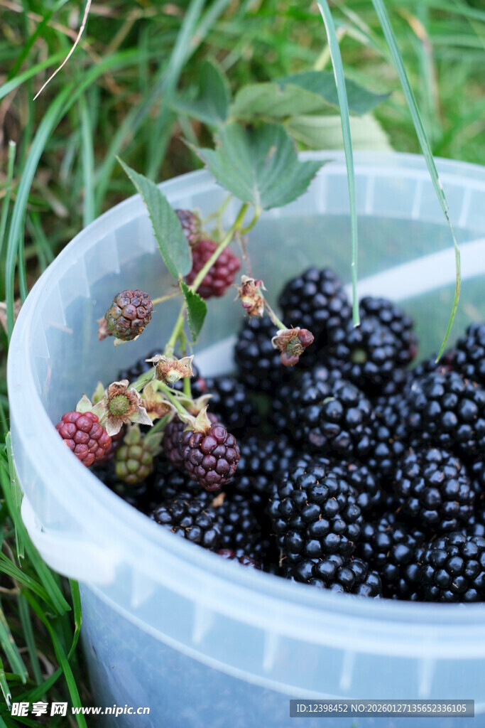 桶中饱满的新鲜黑莓