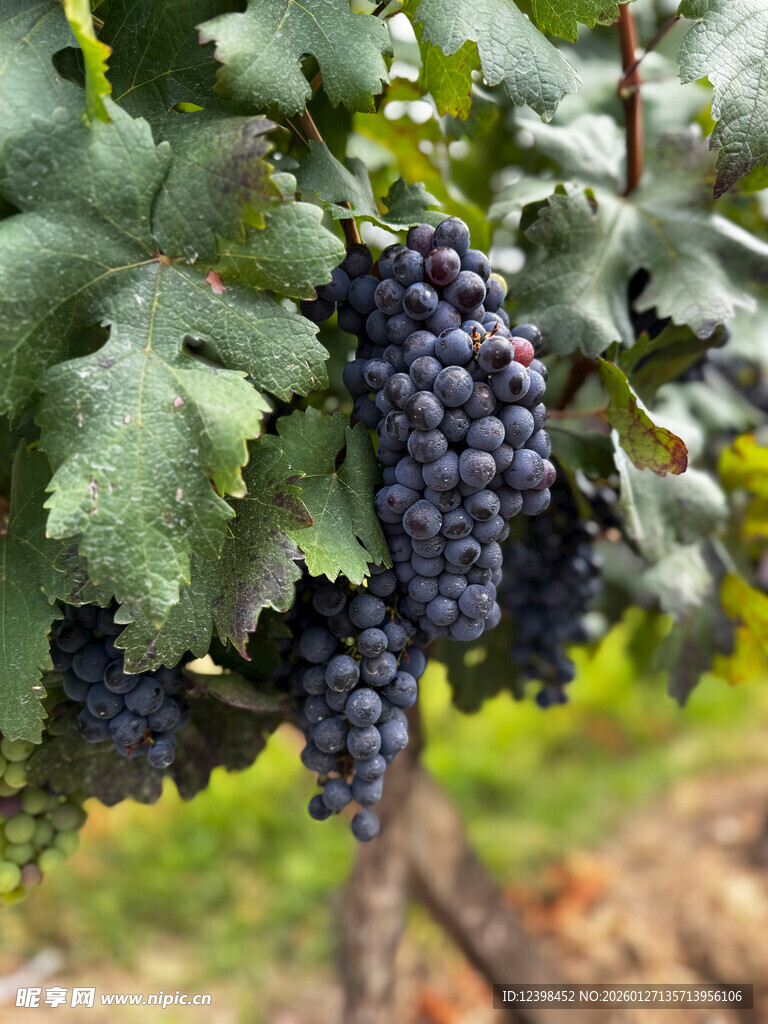 葡萄藤上饱满紫葡萄