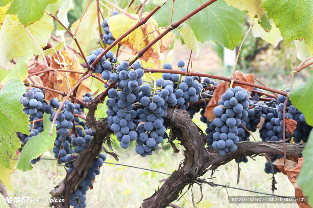 葡萄藤上饱满的紫葡萄