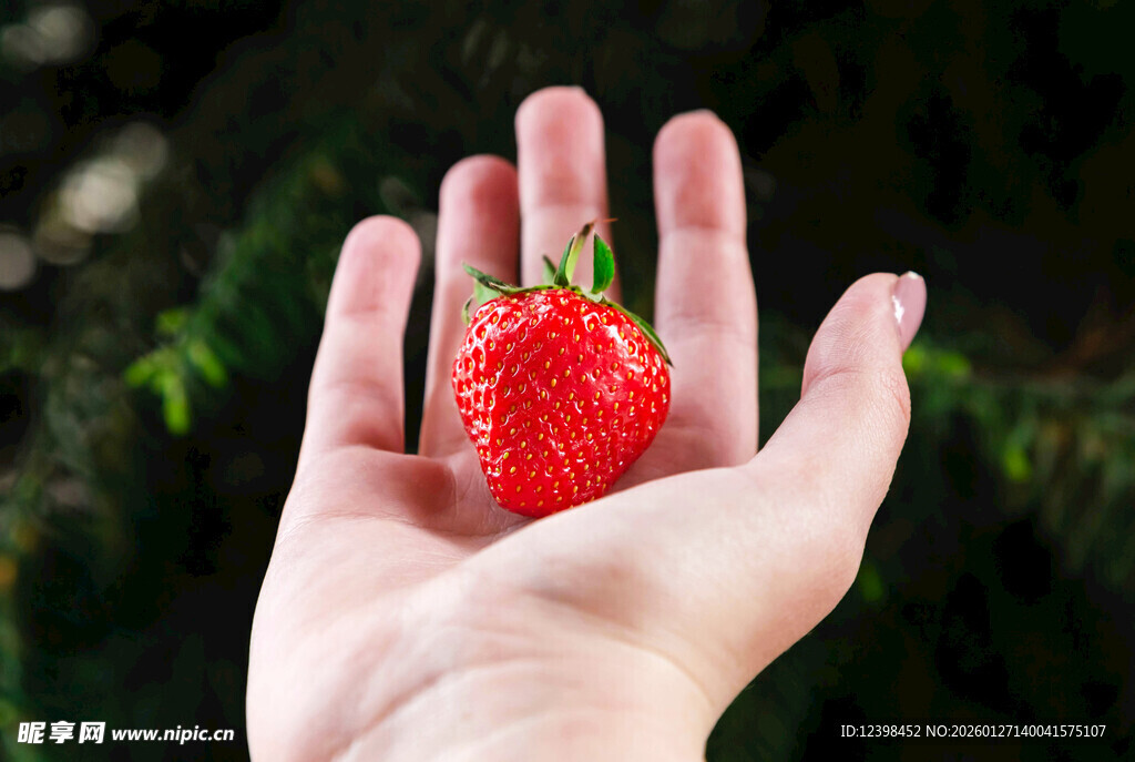 手中鲜红草莓特写